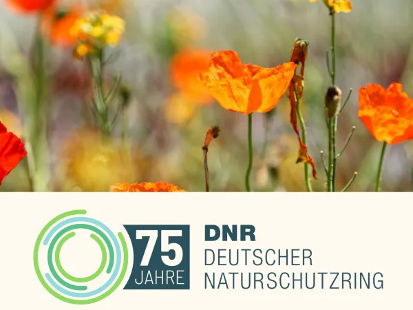 SChriftzug und Logo 75 Jahre DNR, im Hintergrund rot-gelber Mohn